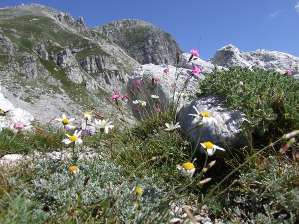 Fioriture in quota